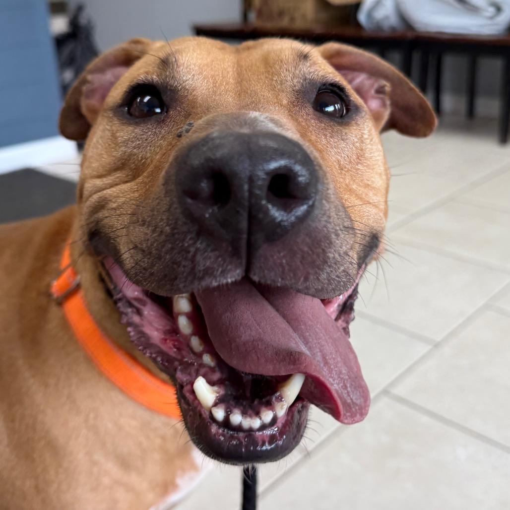 Zero, Adoptable, Adult Male Shar-Pei & American Staffordshire Terrier.