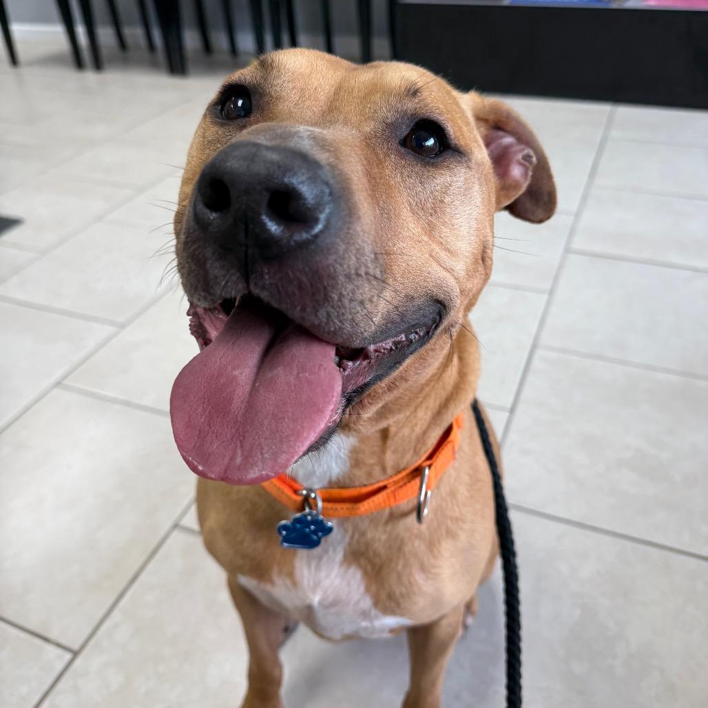 Enlarge Zero, a Adoptable mixed breed in Medford, NY image 4/5