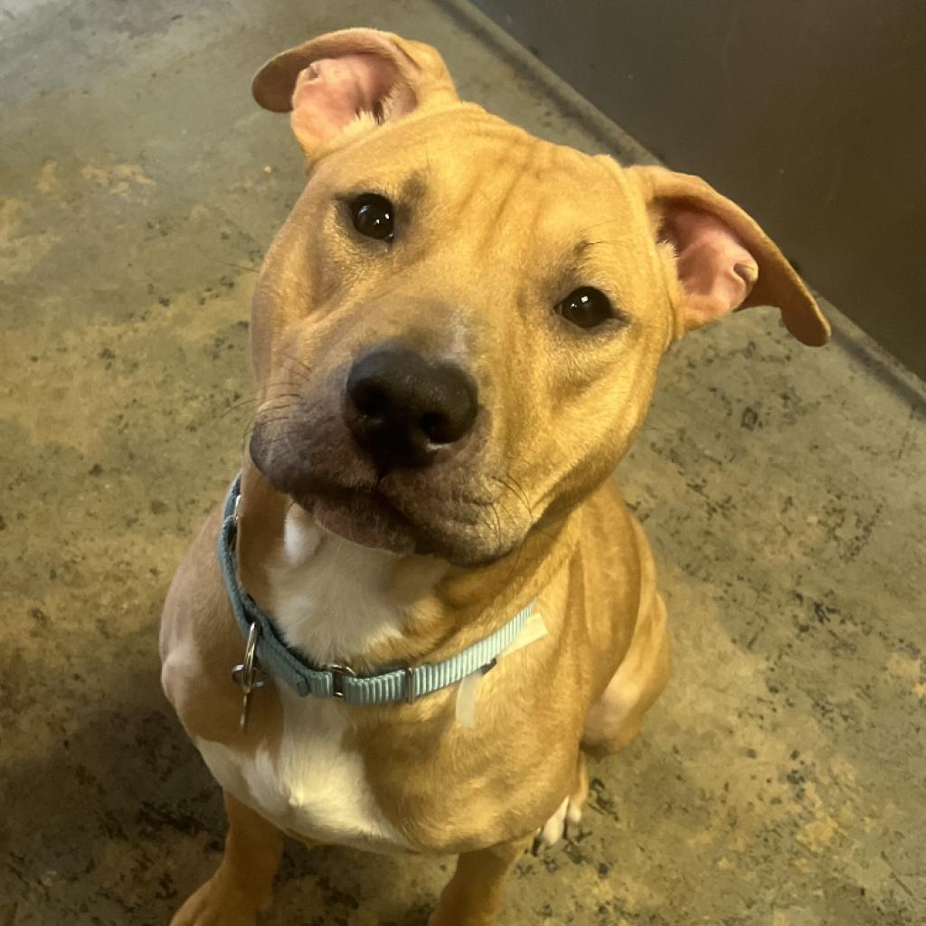 Enlarge Zero, a Adoptable mixed breed in Medford, NY image 5/5