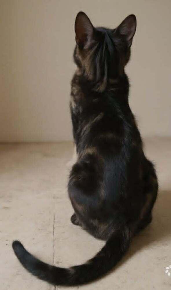 Enlarge Balha, a Adoptable mixed breed in WOLCOTT, CT image 1/4