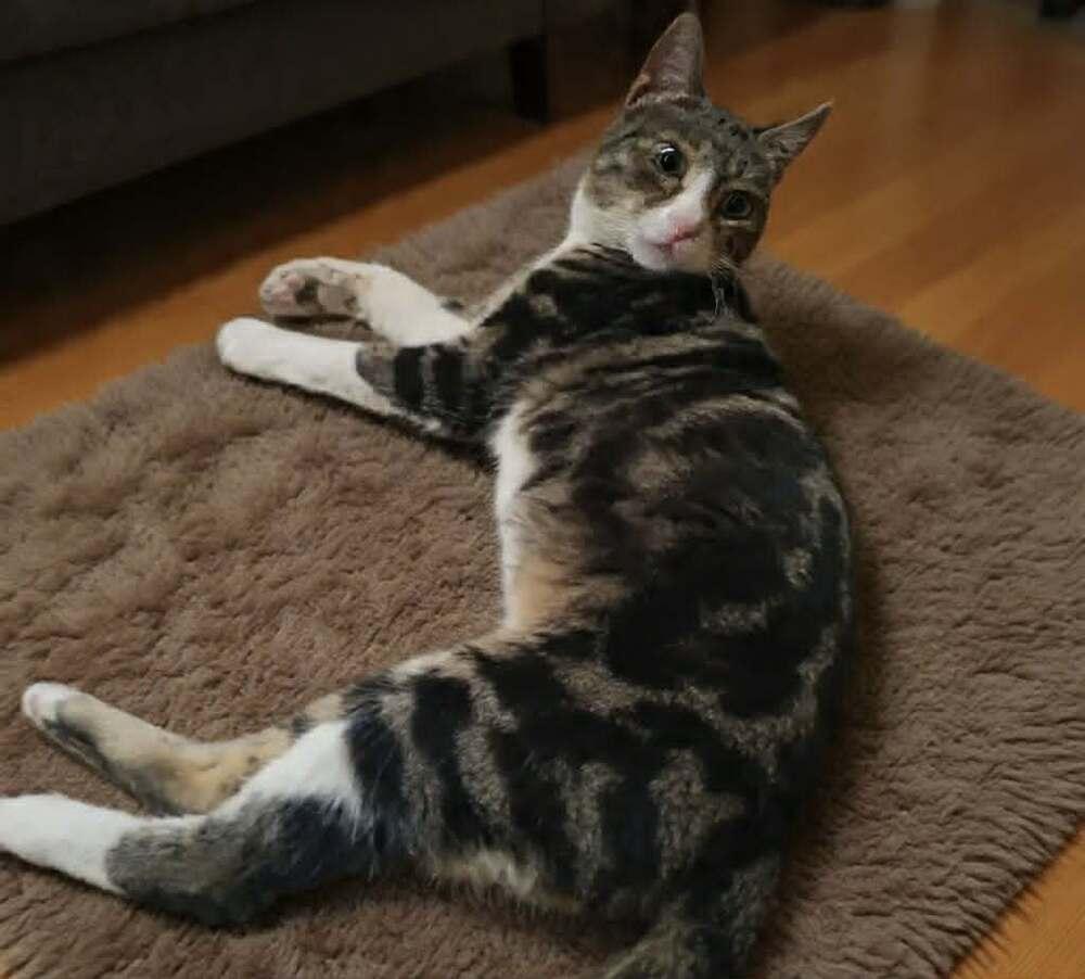 Enlarge Balha, a Adoptable mixed breed in WOLCOTT, CT image 4/4