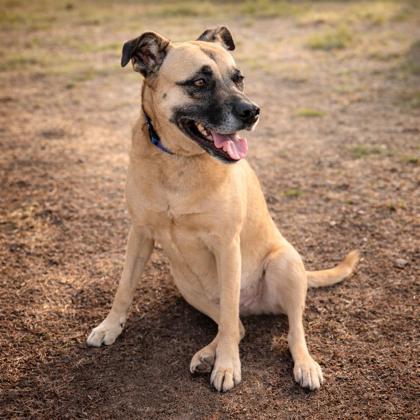 Tulli, Adoptable, Adult Male Mixed Breed & Mixed Breed.