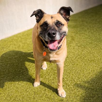 Enlarge Tulli, a Adoptable mixed breed in Merriam, KS image 2/3