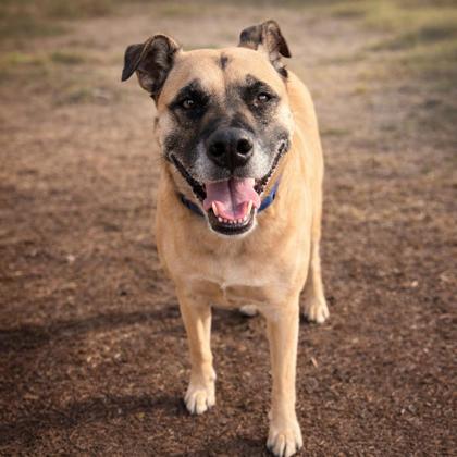 Enlarge Tulli, a Adoptable mixed breed in Merriam, KS image 3/3