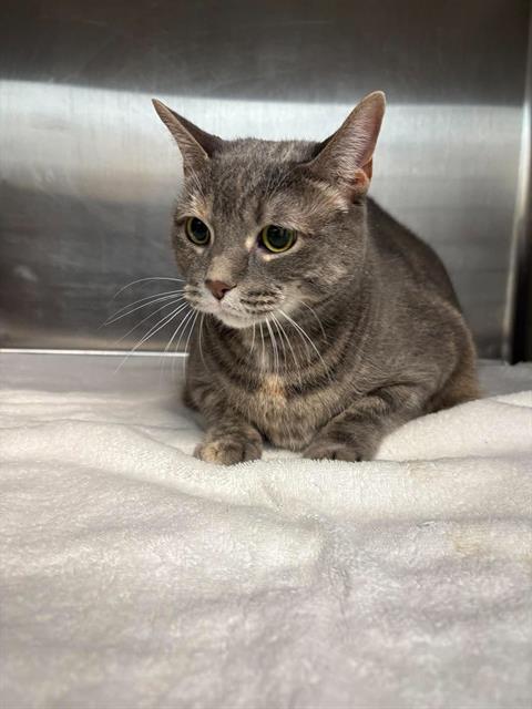Enlarge BEECH, a Adoptable Domestic Short Hair in London, ON image 1/1