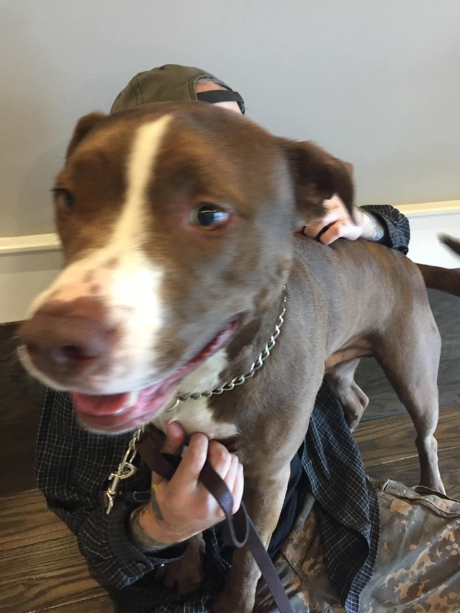 Enlarge Dohjoh, a Adoptable mixed breed in Leonardtown, MD image 1/1