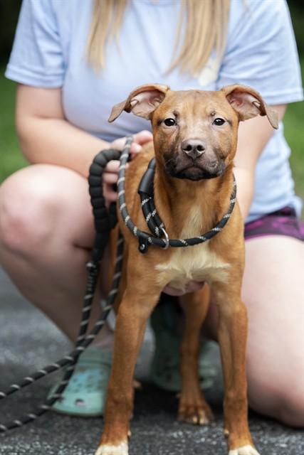 Enlarge PEPPERONI, a Adoptable mixed breed in Belleville, IL image 1/1