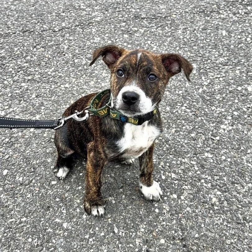 Enlarge Bubbles Benny, a ADOPTABLE Mixed Breed in Yaphank, NY image 6/6