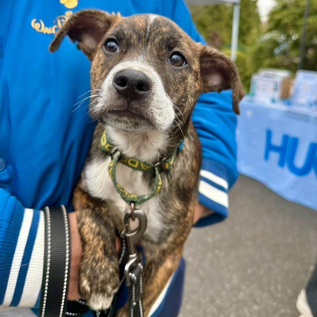 Enlarge Bubbles Benny, a ADOPTABLE Mixed Breed in Yaphank, NY image 5/6