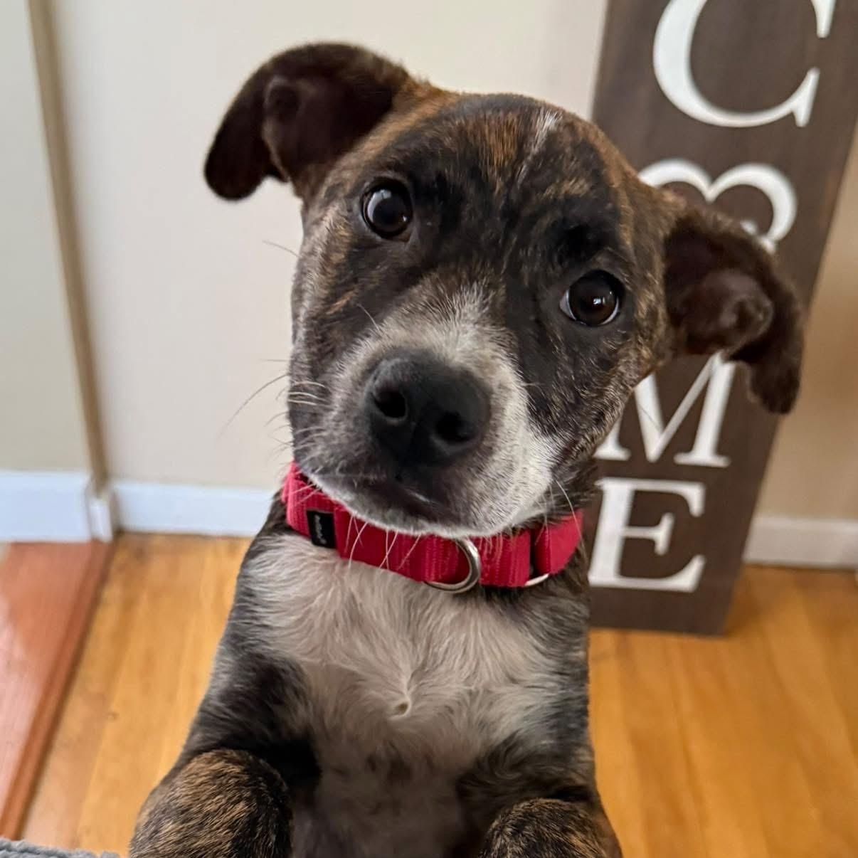 Enlarge Bubbles Benny, a ADOPTABLE Mixed Breed in Yaphank, NY image 1/6