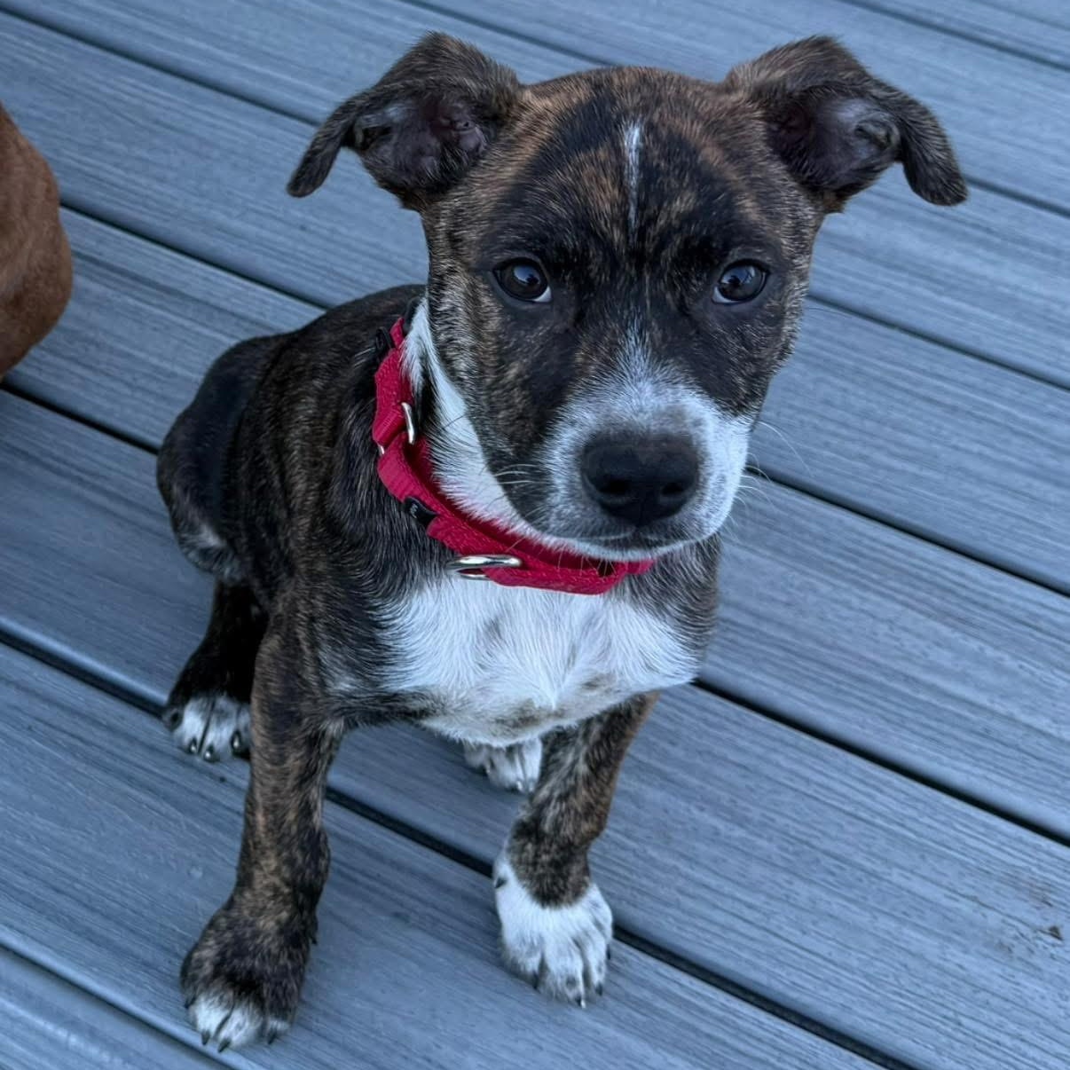 Enlarge Bubbles Benny, a ADOPTABLE Mixed Breed in Yaphank, NY image 3/6