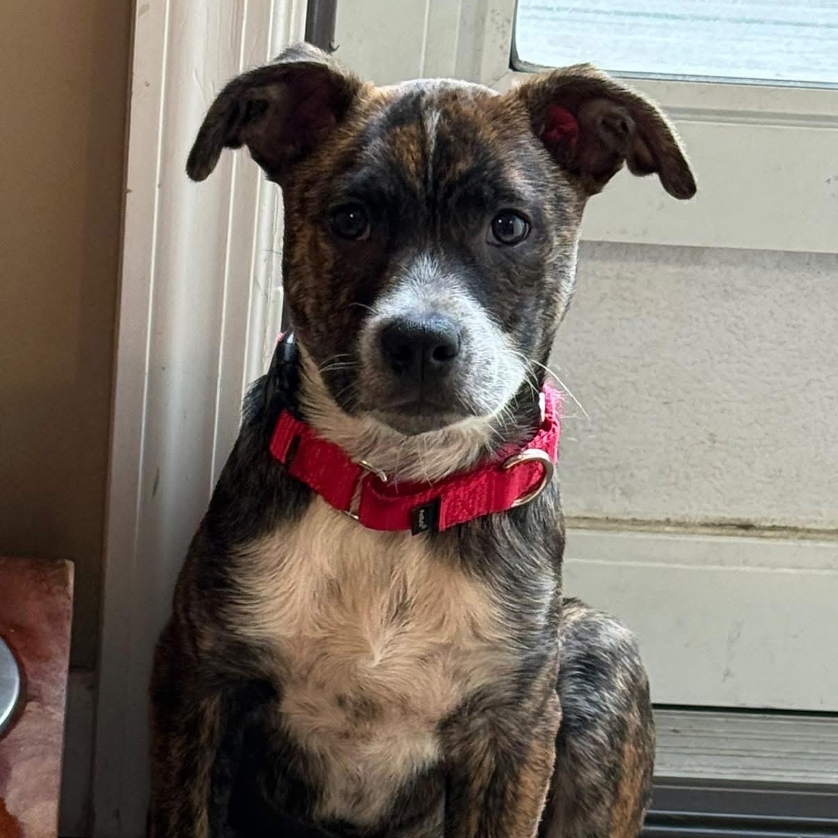Enlarge Bubbles Benny, a ADOPTABLE Mixed Breed in Yaphank, NY image 4/6
