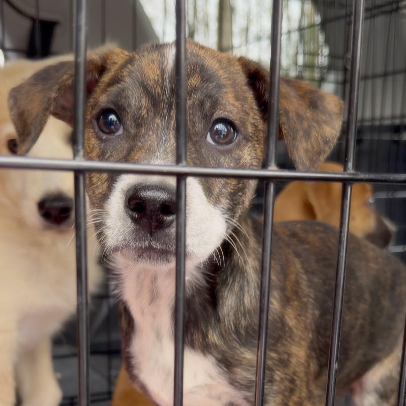 Bubbles Benny, ADOPTABLE, Puppy Male Mixed Breed.
