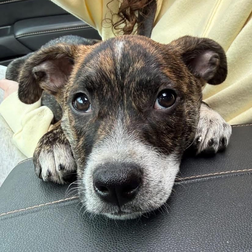 Enlarge Bubbles Benny, a ADOPTABLE Mixed Breed in Yaphank, NY image 2/6