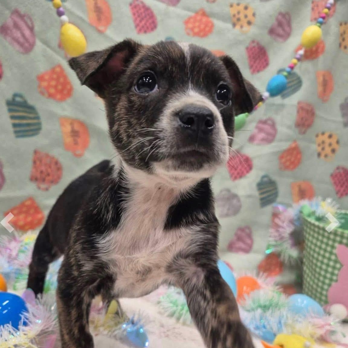 Enlarge Bubbles Benny, a ADOPTABLE Mixed Breed in Yaphank, NY image 2/2