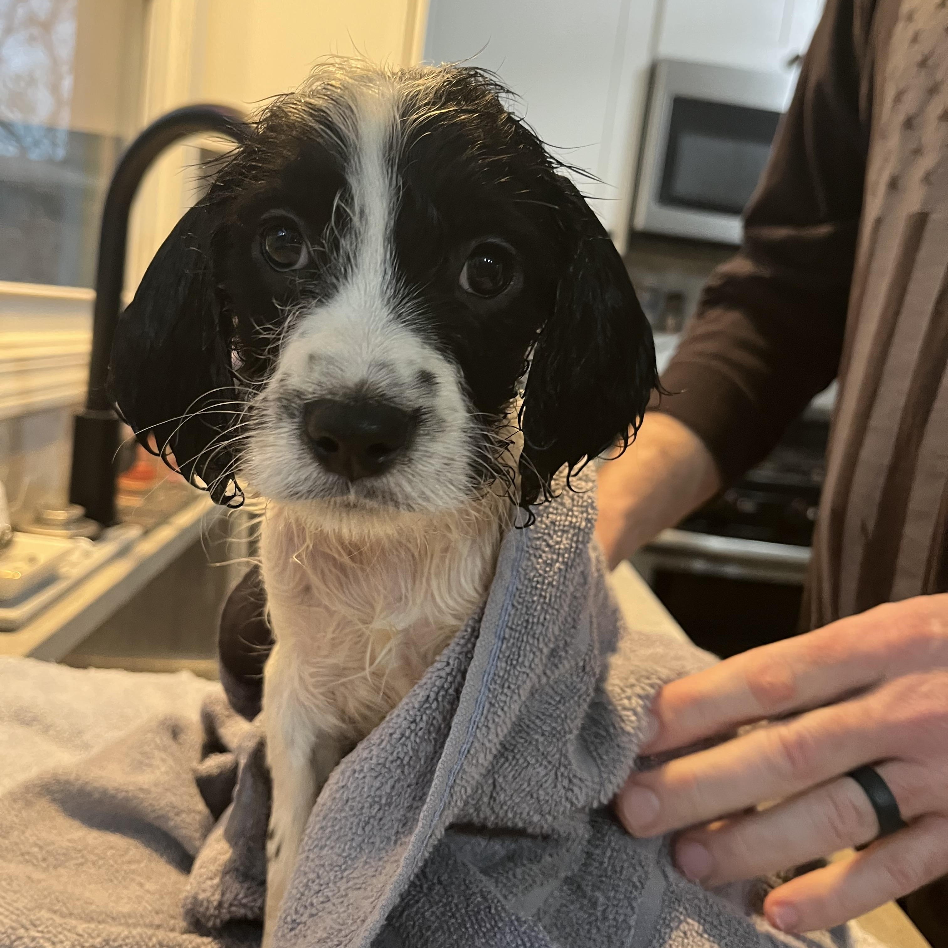 Enlarge Rome, a ADOPTABLE mixed breed in Byron, IL image 3/6