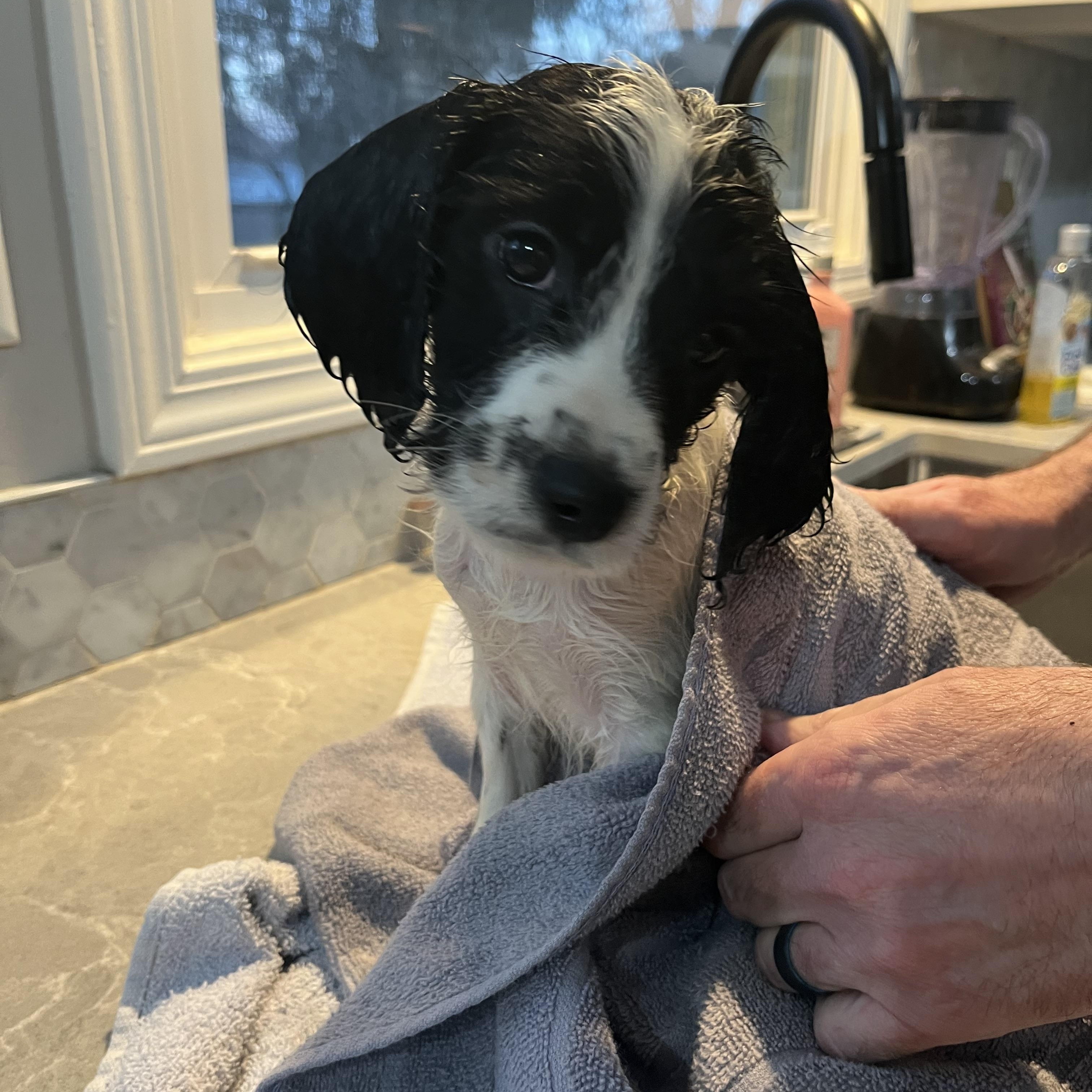 Enlarge Rome, a ADOPTABLE mixed breed in Byron, IL image 6/6