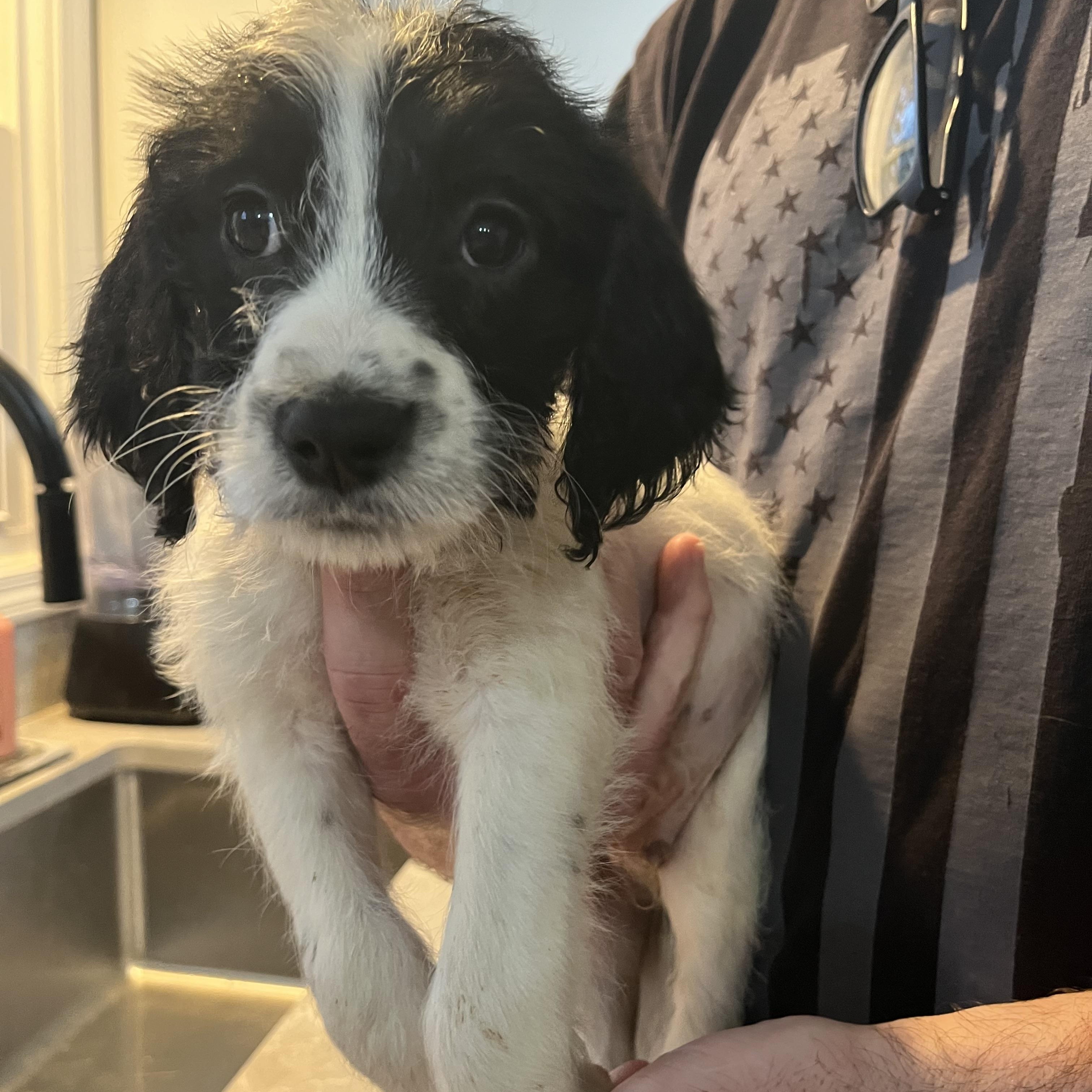 Enlarge Rome, a ADOPTABLE mixed breed in Byron, IL image 4/6