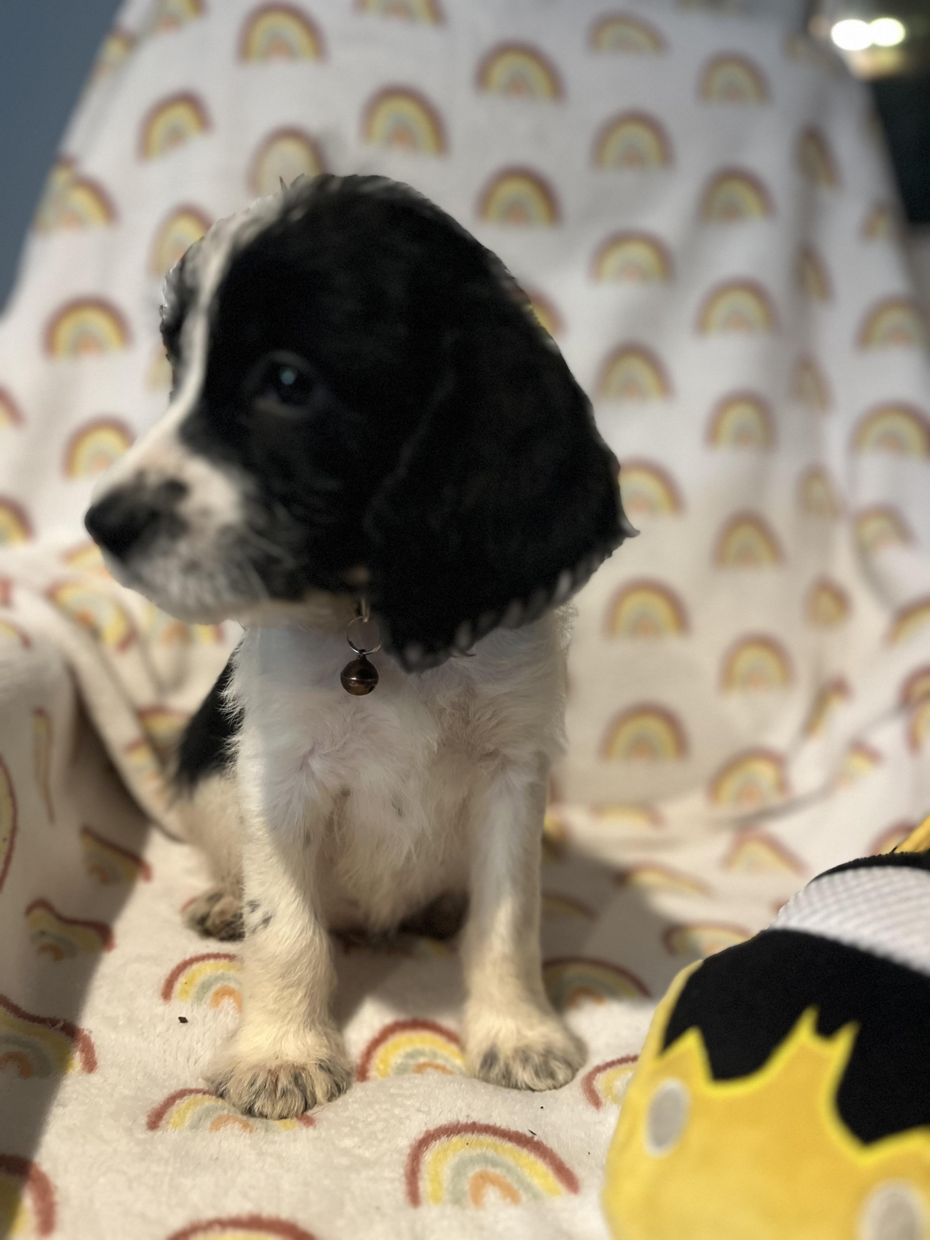 Enlarge Rome, a ADOPTABLE mixed breed in Byron, IL image 1/6