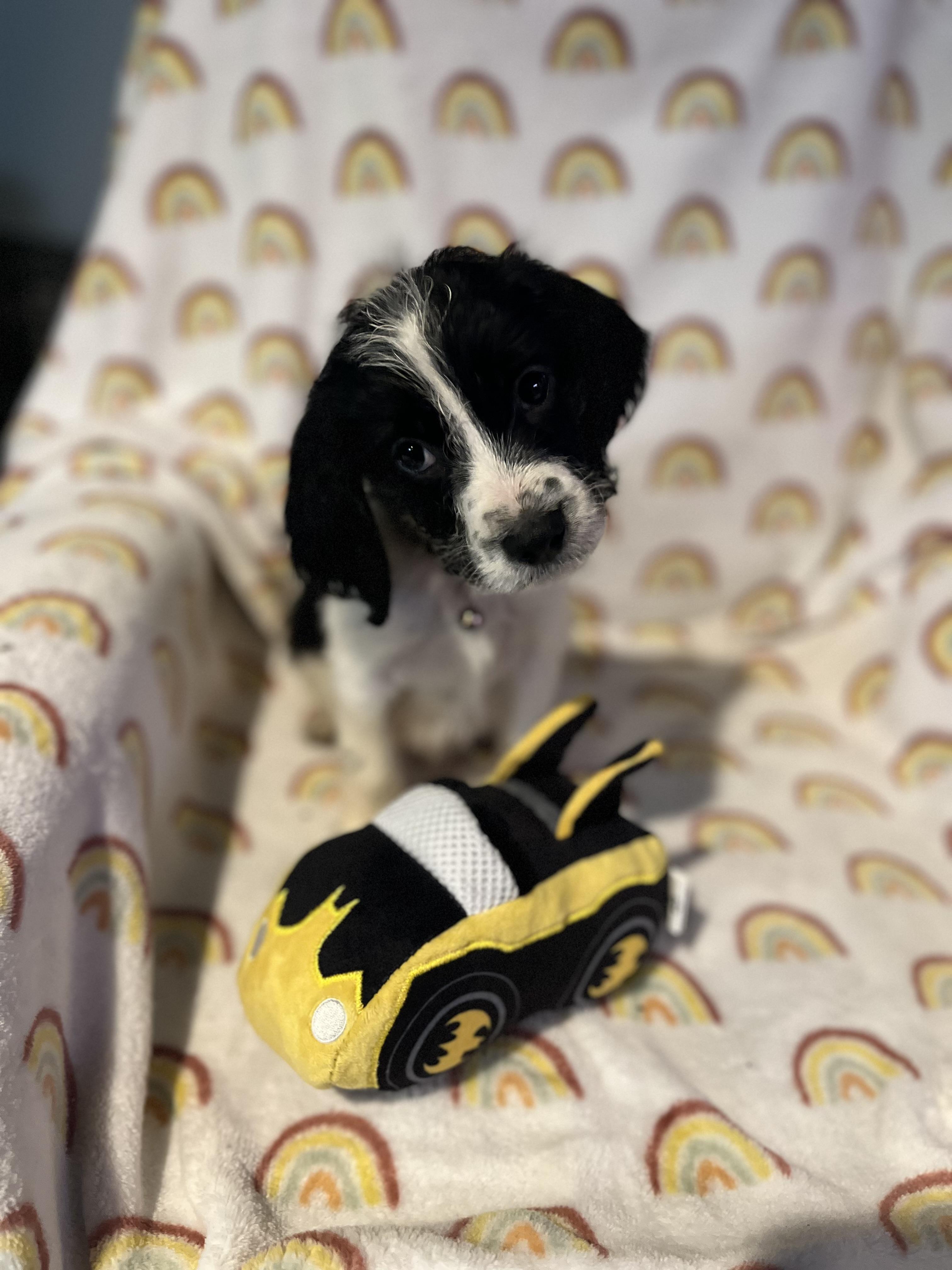 Enlarge Rome, a ADOPTABLE mixed breed in Byron, IL image 2/6