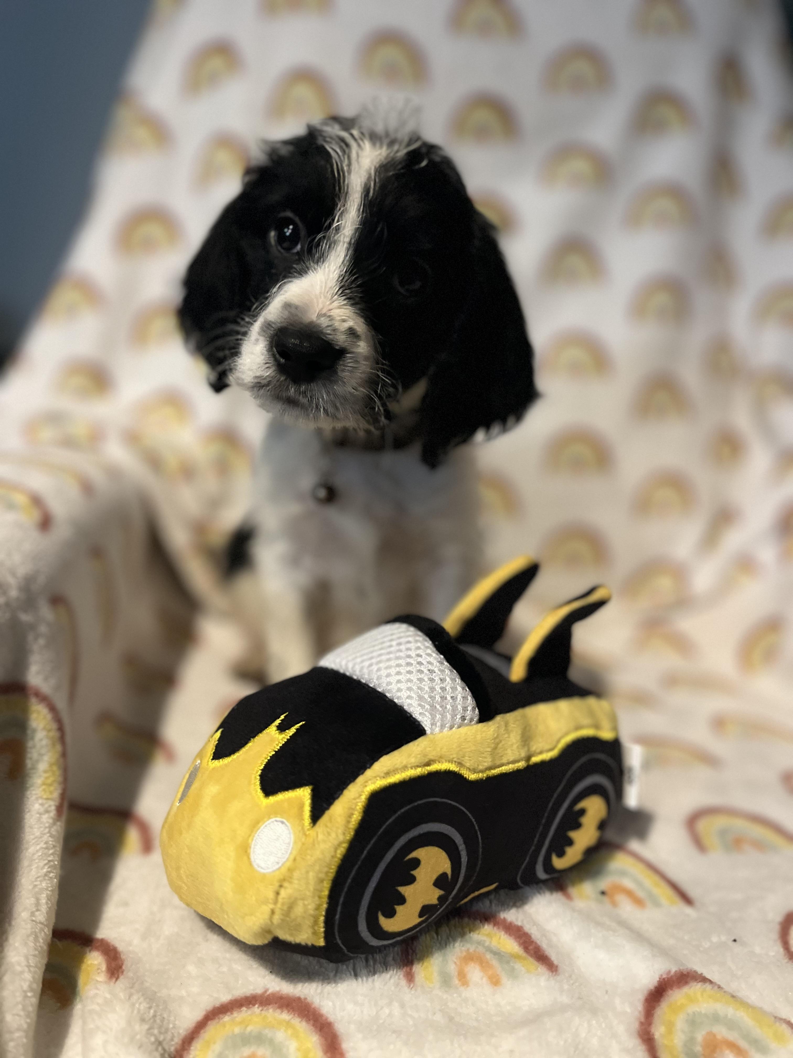 Enlarge Rome, a ADOPTABLE mixed breed in Byron, IL image 5/6