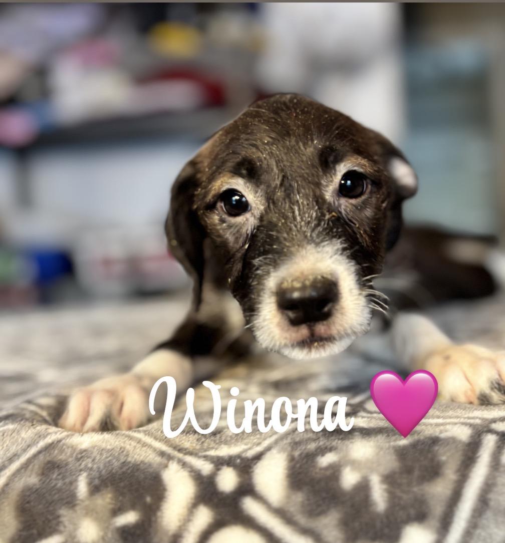 Enlarge Winona, a ADOPTABLE mixed breed in Felton, PA image 1/1