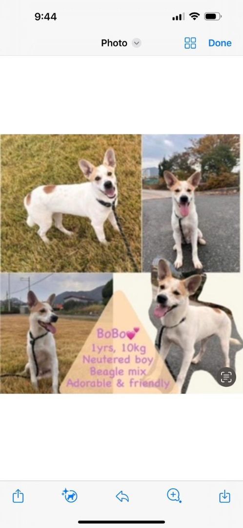 Bobo