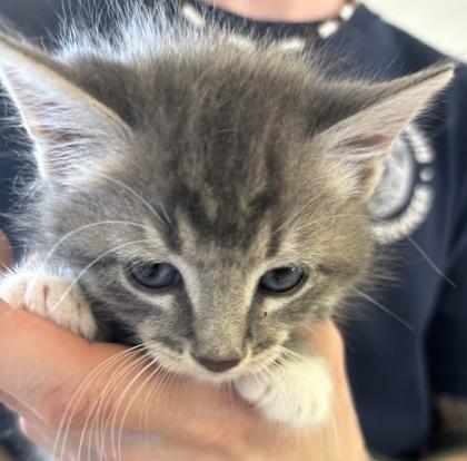 Nigel, Adoptable, Kitten Male Domestic Medium Hair & Domestic Short Hair.