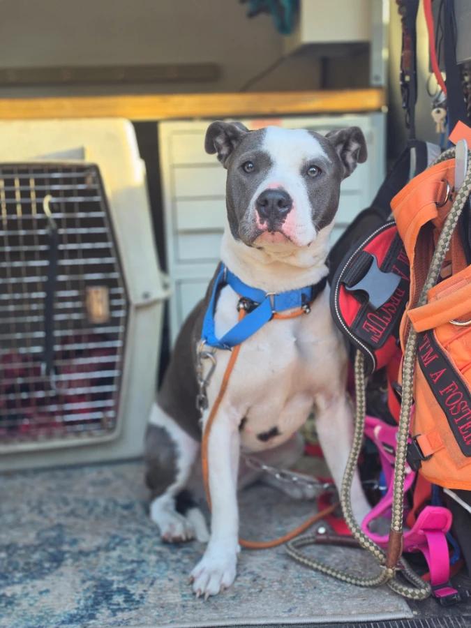 Enlarge Xena, a Adoptable Pit Bull Terrier in Elk, WA image 2/6