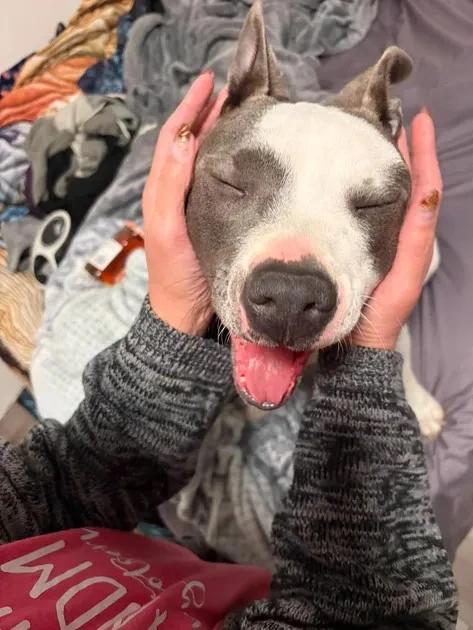 Enlarge Xena, a Adoptable Pit Bull Terrier in Elk, WA image 3/6