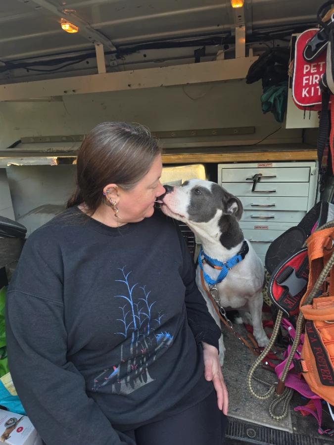 Enlarge Xena, a Adoptable Pit Bull Terrier in Elk, WA image 5/6