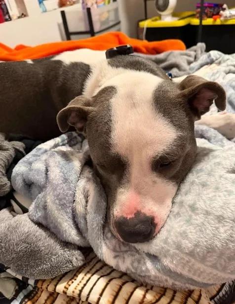 Enlarge Xena, a Adoptable Pit Bull Terrier in Elk, WA image 6/6