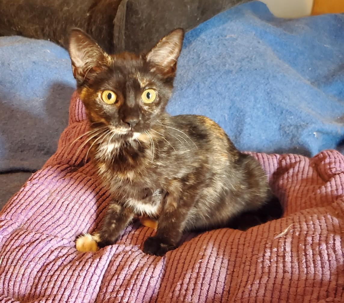 MARCIA, ADOPTABLE, Young Female Tortoiseshell.