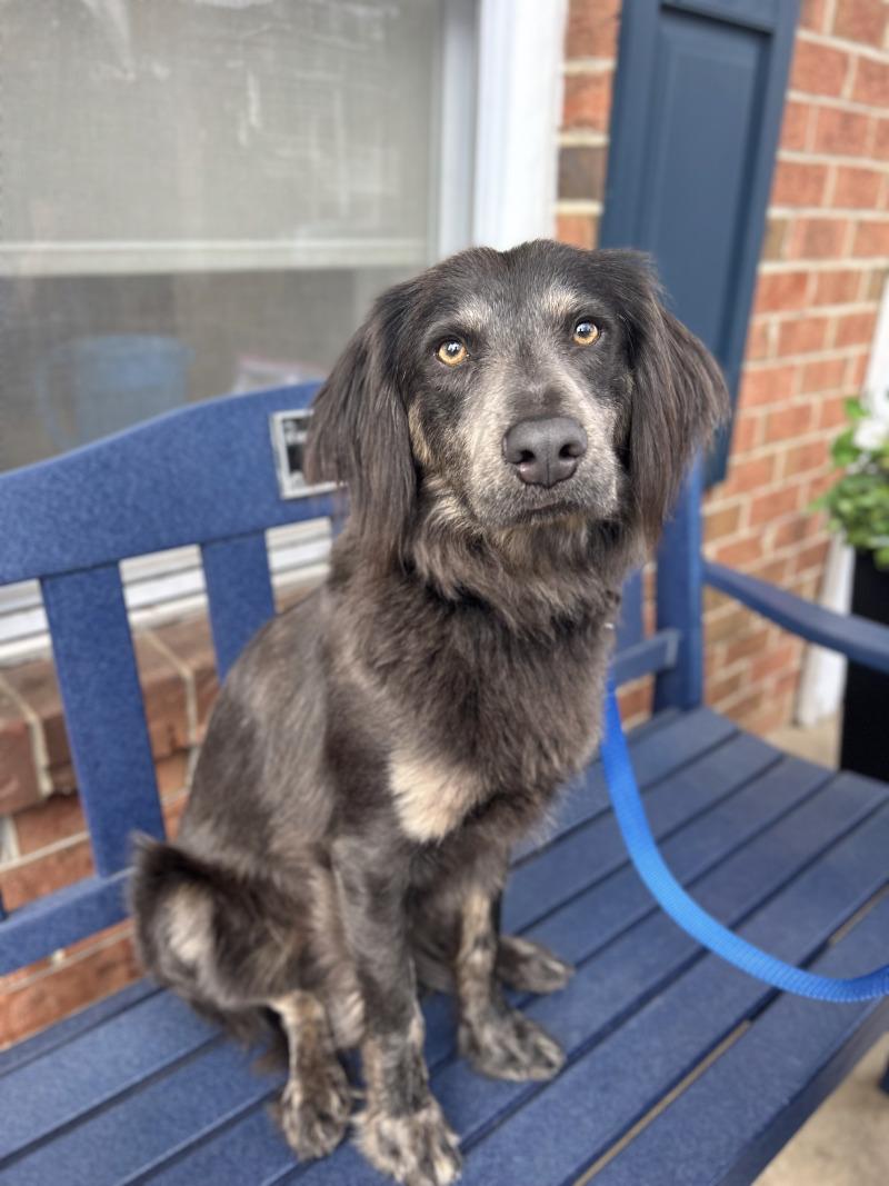 Rufus, Adoptable, Adult Male Labrador Retriever & Flat-Coated Retriever.