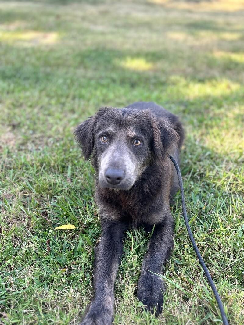 Enlarge Rufus, a Adoptable mixed breed in Berkeley Heights, NJ image 1/6