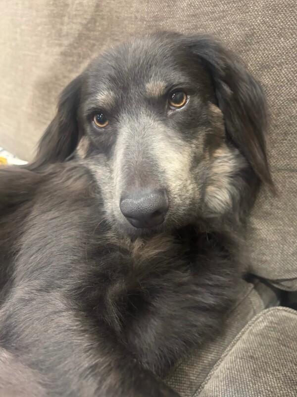 Enlarge Rufus, a Adoptable mixed breed in Berkeley Heights, NJ image 2/6