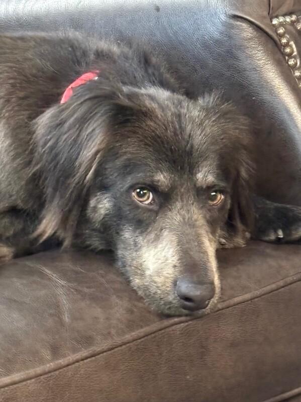 Enlarge Rufus, a Adoptable mixed breed in Berkeley Heights, NJ image 1/6