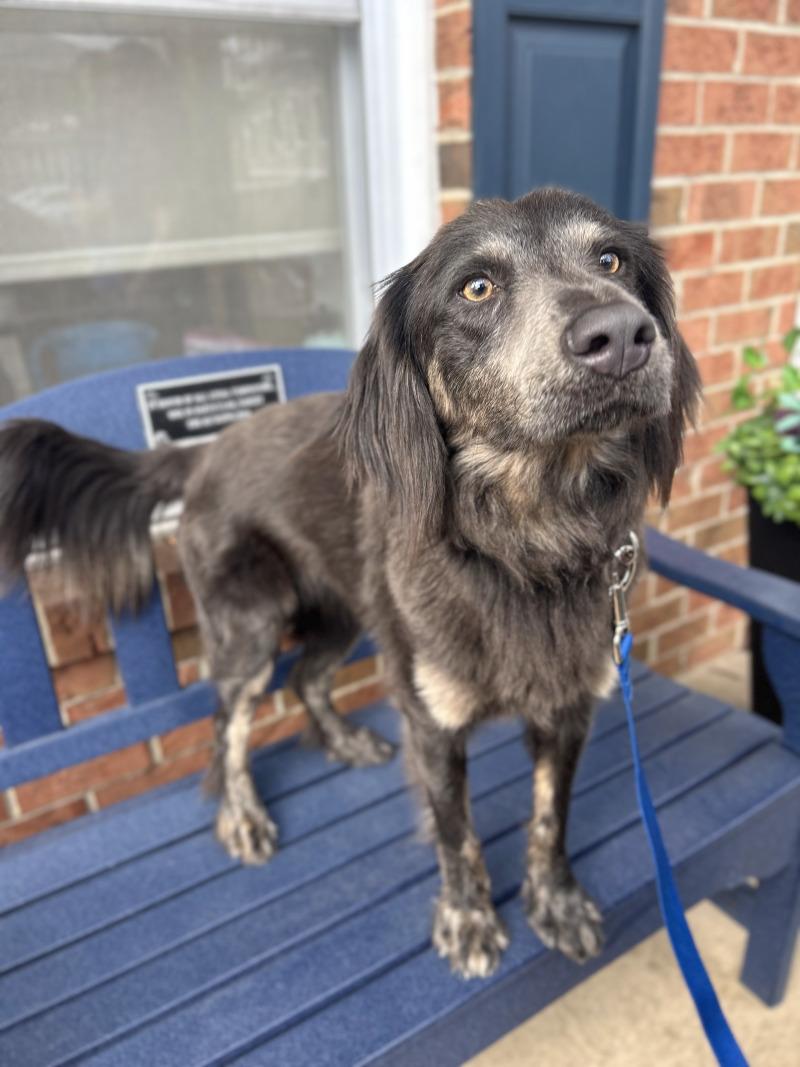 Enlarge Rufus, a Adoptable mixed breed in Berkeley Heights, NJ image 3/6