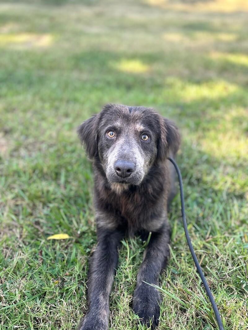 Rufus, Adoptable, Adult Male Labrador Retriever & Flat-Coated Retriever.