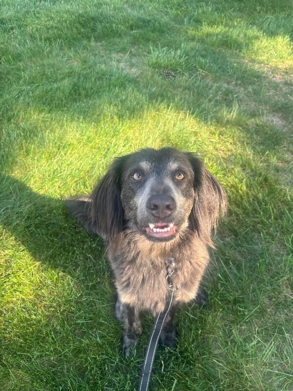 Enlarge Rufus, a Adoptable mixed breed in Berkeley Heights, NJ image 4/6