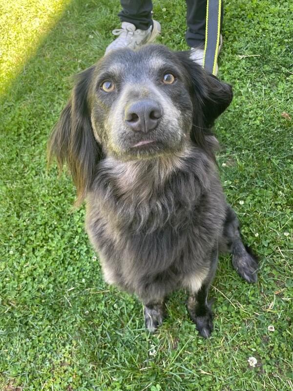 Enlarge Rufus, a Adoptable mixed breed in Berkeley Heights, NJ image 5/6
