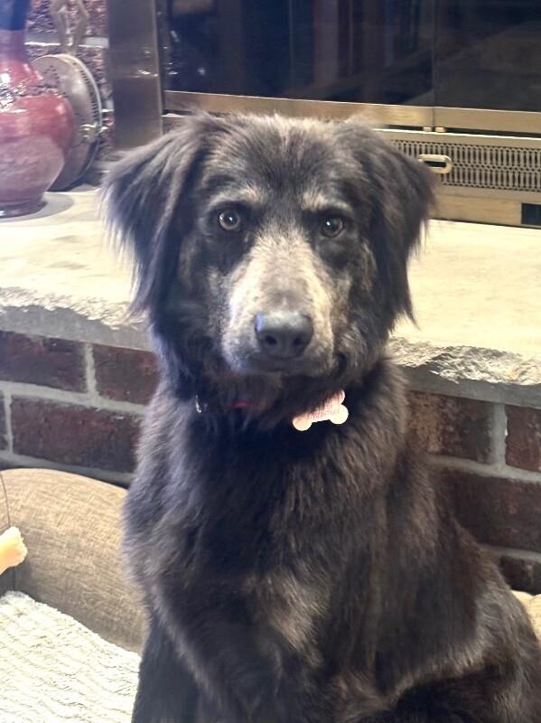 Enlarge Rufus, a Adoptable mixed breed in Berkeley Heights, NJ image 3/6