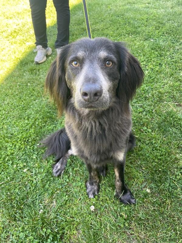 Enlarge Rufus, a Adoptable mixed breed in Berkeley Heights, NJ image 6/6
