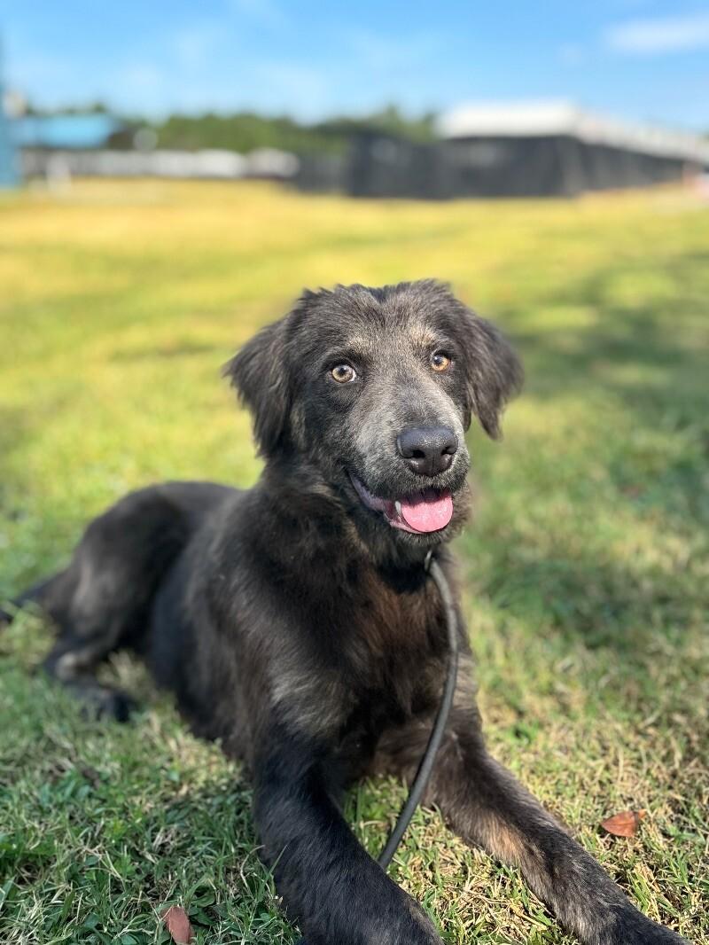 Enlarge Rufus, a Adoptable mixed breed in Berkeley Heights, NJ image 6/6