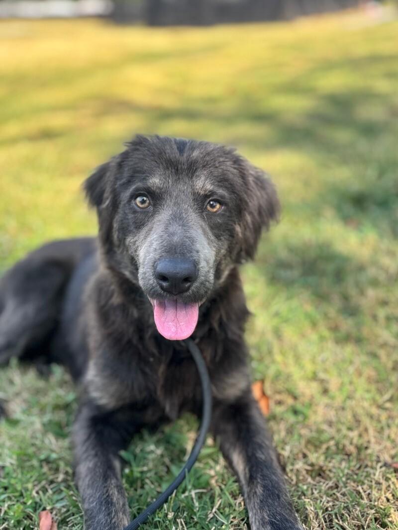 Enlarge Rufus, a Adoptable mixed breed in Berkeley Heights, NJ image 4/6