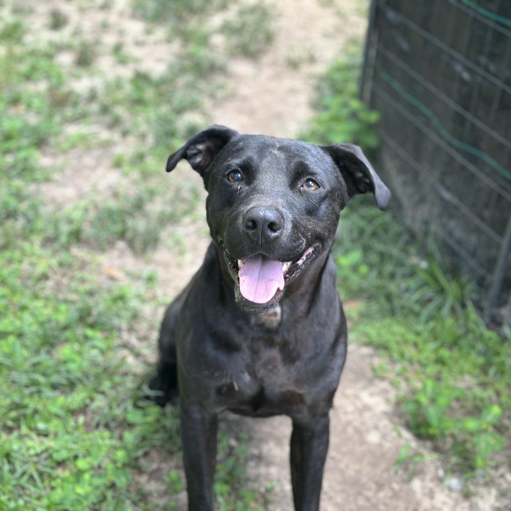 Jayce, Adoptable, Adult Male American Staffordshire Terrier & Black Labrador Retriever.