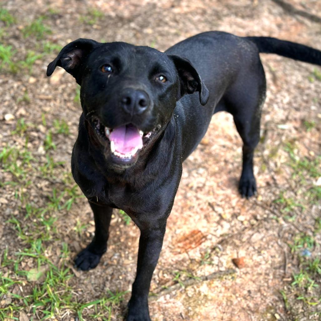 Jayce, a Adoptable mixed breed in Lucedale, MS image 2/6