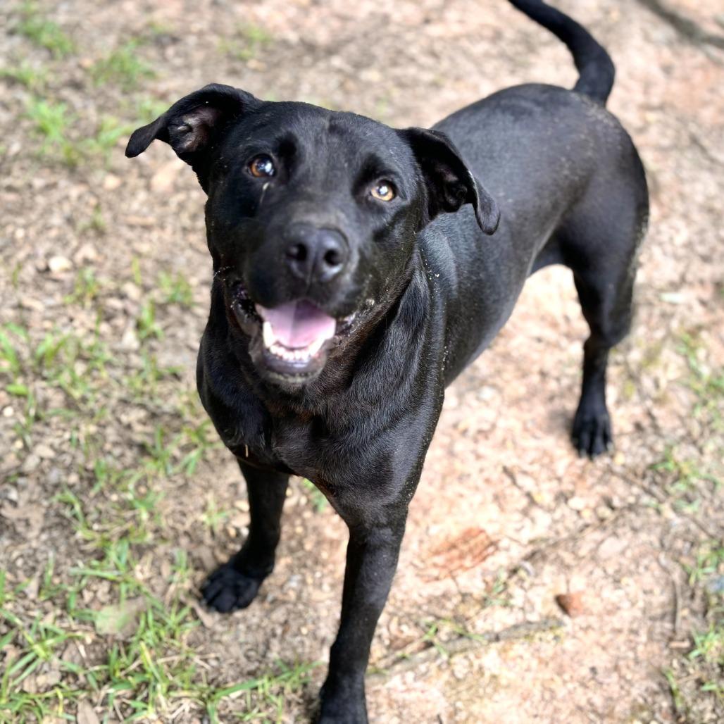 Jayce, a Adoptable mixed breed in Lucedale, MS image 4/6