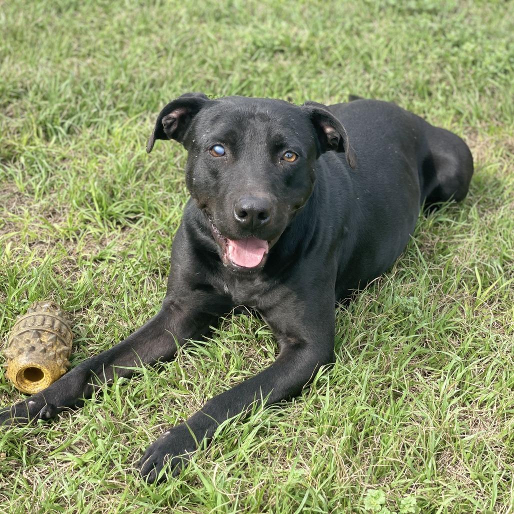 Jayce, a Adoptable mixed breed in Lucedale, MS image 5/6