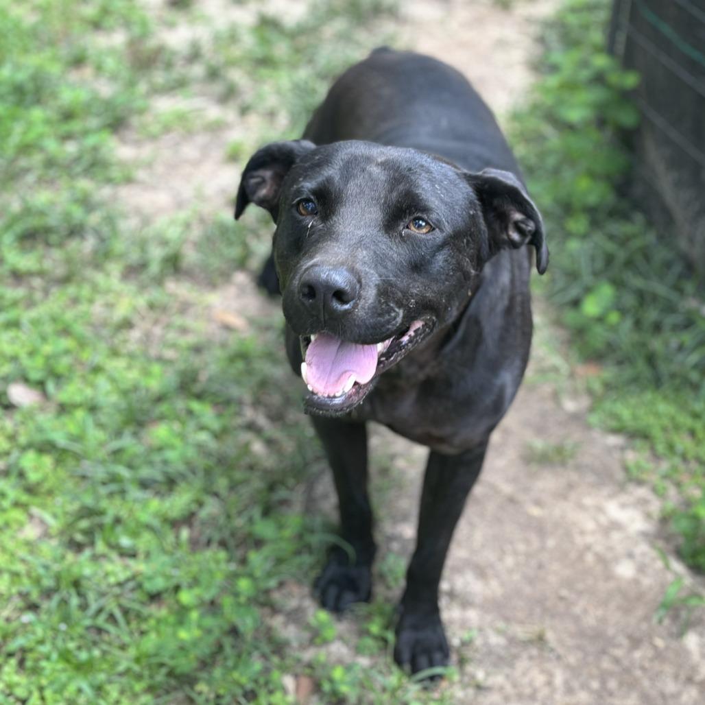 Jayce, a Adoptable mixed breed in Lucedale, MS image 6/6